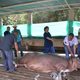 Illustration for article titled Pablo Escobars Hippos Are Going Under the Knife for Contraception